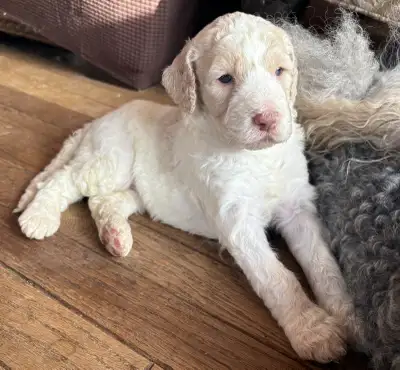 F1bb Goldendoodle Puppies, View more