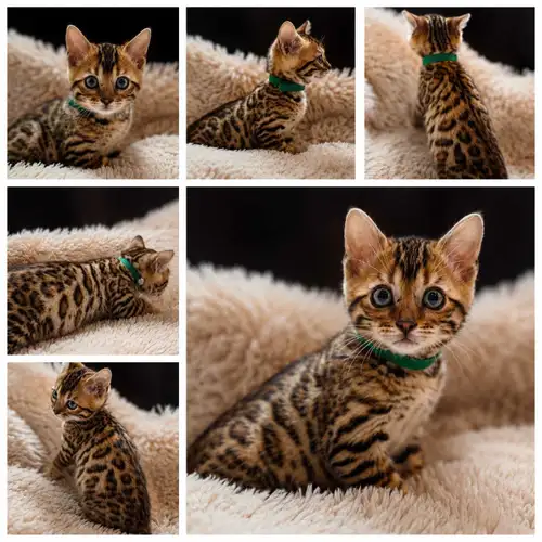 Purebred Bengal Kittens – Ready for Their New Homes! We have a beautiful litter of purebred Bengal k...