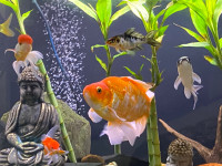 FANCY GOLDFISH AND KOI - Pickering 