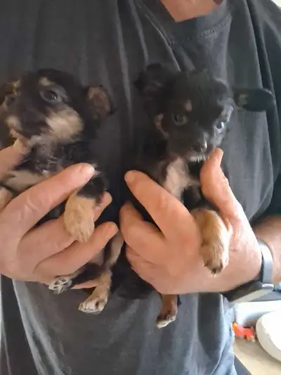 Chihuahua pups, View more