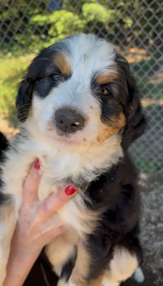 Aussiedoodles in Dogs & Puppies for Rehoming in Owen Sound - Image 2
