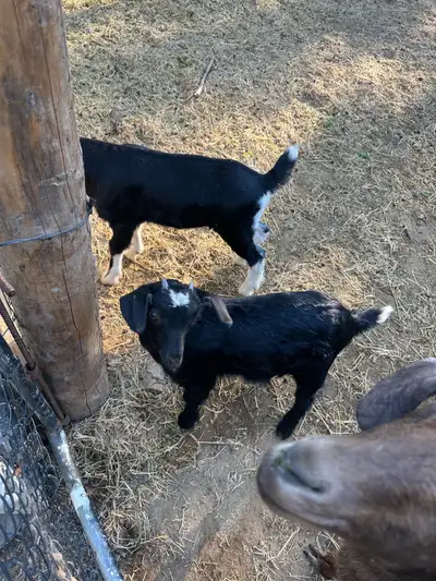 Alpine Cross goat kids and doe with 2 kids, View more