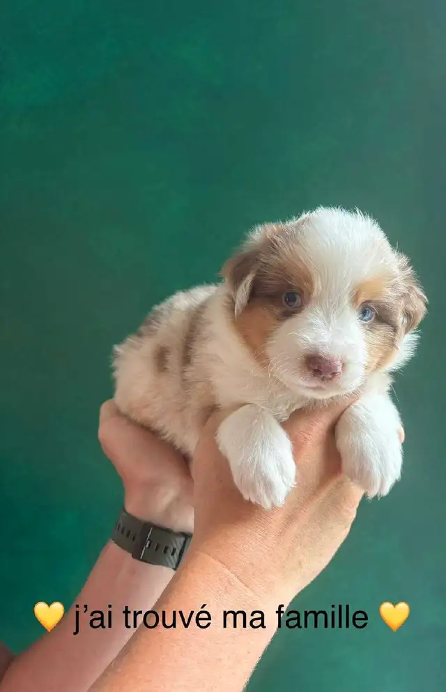 Superbe Portée de Chiots Berger Australien in Dogs & Puppies for Rehoming in Longueuil / South Shore - Image 8