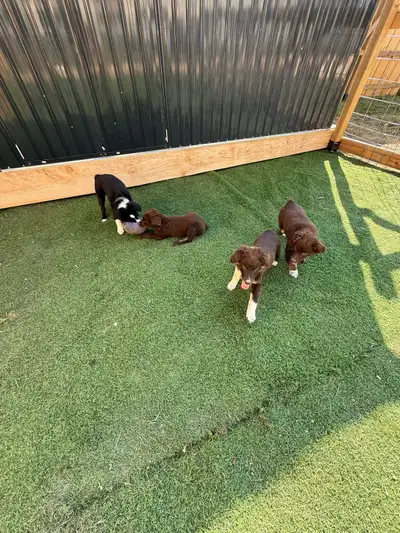 Australian Shepherd Puppies, View more
