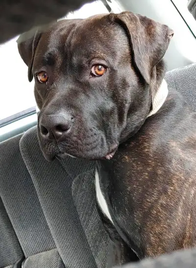 Experienced Home Needed – Cane Corso, View more