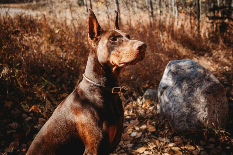 Purebred doberman pups,8 weeks old ready for homes 900 Dogs
