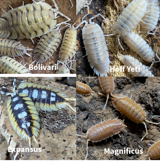 Updated Isopod List - Reduced Prices and New Pods! in Reptiles & Amphibians for Rehoming in Kingston - Image 11