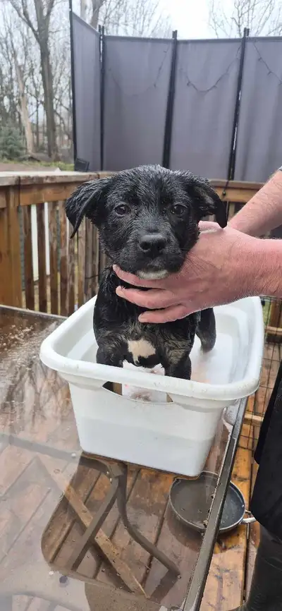 Puppies for Sale, View more