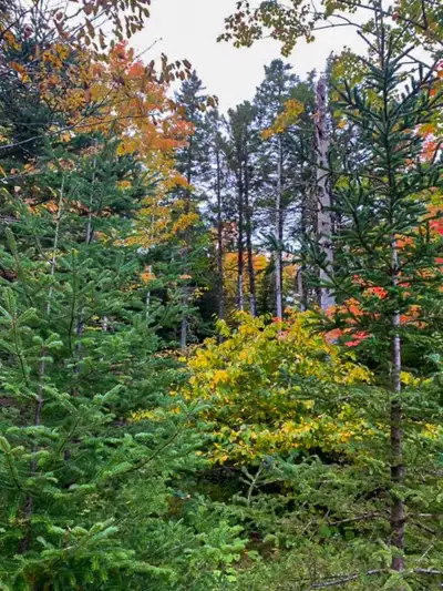 **Discover Your Off-Grid Haven in Pleasant River, NS** **Price**: $45000 plus HST **Lot 5** **PID**:...
