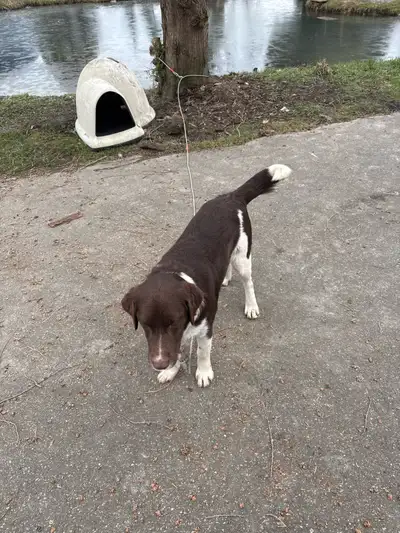 Border collie and lab mixed puppies, View more