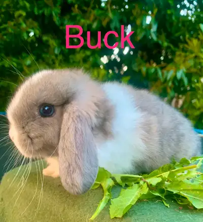 Beautiful Holland Lop baby bunnies, View more