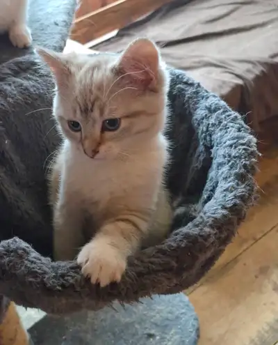 Reste 1 femelles ragdoll lynx point, View more