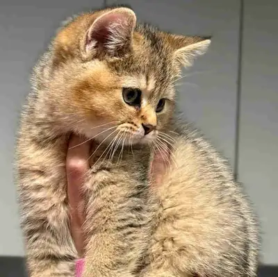British shorthair golden (rare), View more