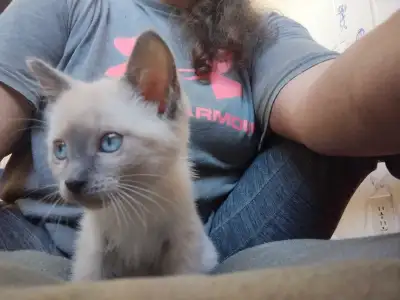 Kittens are ready for their forever loving homes. Born on July 13th so are 9 weeks old.No shots but...