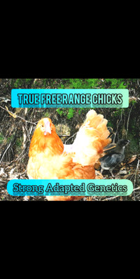 ⛺True Free Range Chicks ! Strong Genetics ⛅️