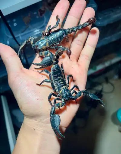 Asian forest Scorpions, View more