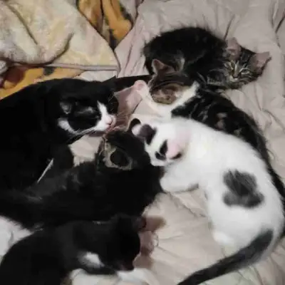 Chaton de 3 mois aujourd'hui. Leur père est un Persan Aucun vaccin, je peut le faire mais je vais ch...