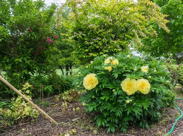 itoh peony tree for sale ( small tree in pots)62864746156930123