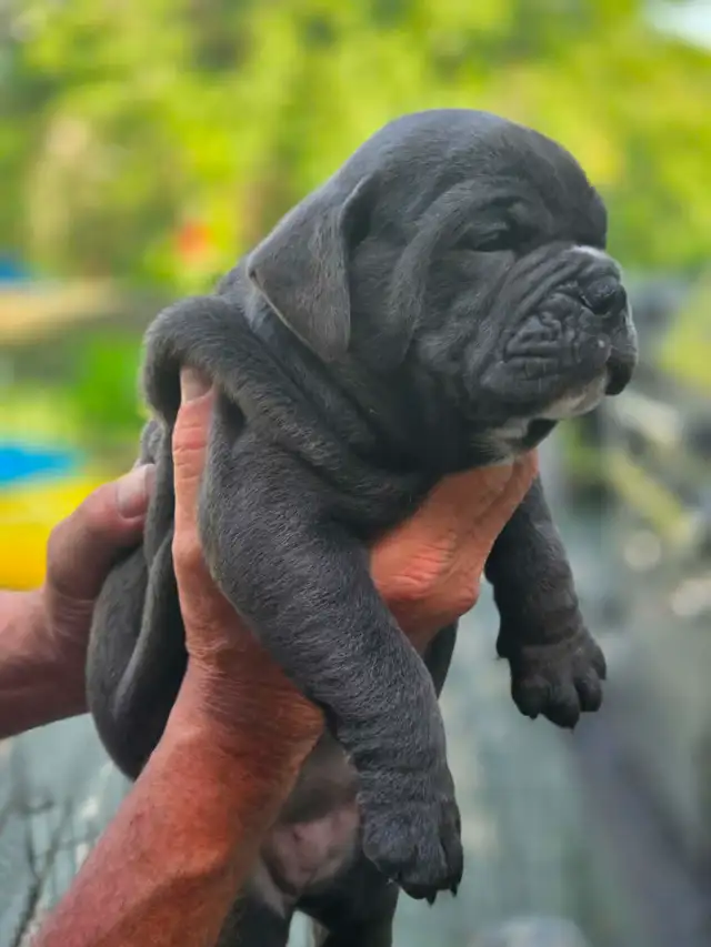 OLDE ENGLISH BULLDOG , PUPPIES