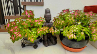 Coleus plant for sale