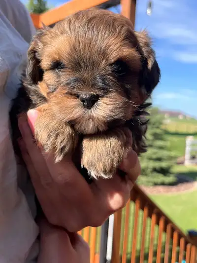1 adorable bichon shitzu/poodle pup available, View more