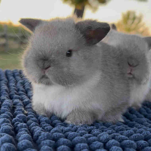 ✨ Baby Holland Lop Bunnies for Sale! ✨ in Small Animals for Rehoming in Cornwall