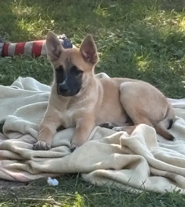 puppies for sale in Dogs & Puppies for Rehoming in Chatham-Kent - Image 4