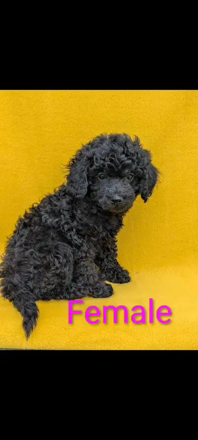toy poodle puppies ❤️ one girl left, View more