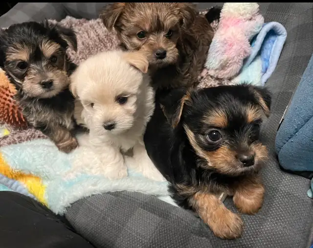 ❤️ only 2 left Adorable Teddy Bear Biewer Yorkie  puppies in Dogs & Puppies for Rehoming in Edmonton - Image 6