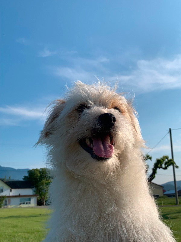 Dog for sale Dogs & Puppies for Rehoming Chilliwack Kijiji