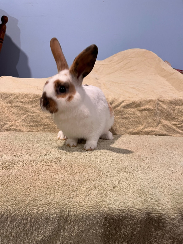 Male Mini Rex X Holland Lop in Small Animals for Rehoming in Peterborough - Image 2
