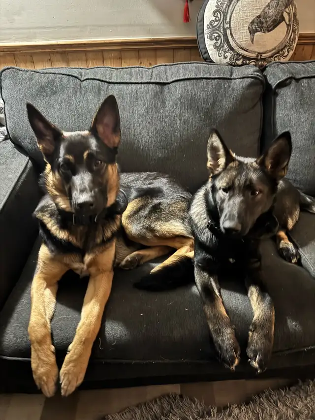 German Shepherd puppies in Dogs & Puppies for Rehoming in Ottawa - Image 11