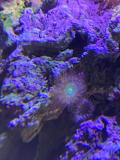 Bourneman’s Anemone, View more