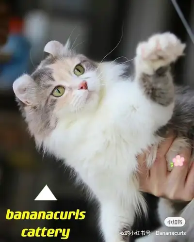 American curl cat for rehome, View more