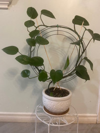 Indoor house plants 