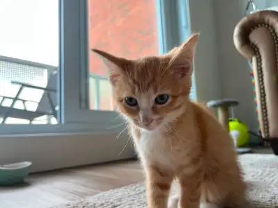 Orange Female Kitten with White Paws – Calm & Cuddly, View more