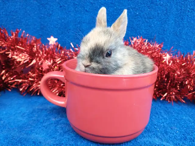 EXTRAORDINARY Netherland dwarf, Holland lop, Lionhead, mini rex in Small Animals for Rehoming in Cornwall - Image 6