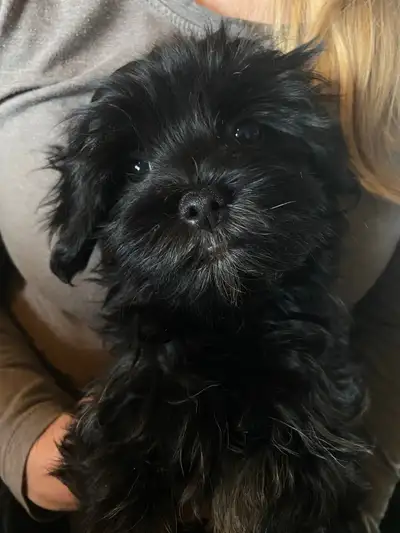 I have a litter of Purbred Havanese Puppies. Parents and pups are CKC registered. Havanese are hypo-...