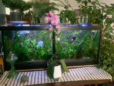 75g heavily planted complete set up community tank with tankmates. Angels Gouramis Cardinal Tetras R...