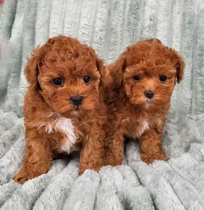 Toy Poodle Puppies/Parents On Site, View more