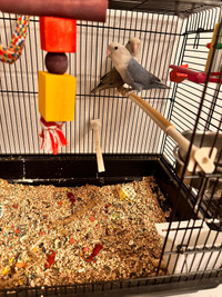 Oiseaux inséparables avec leur cage C$ 150 