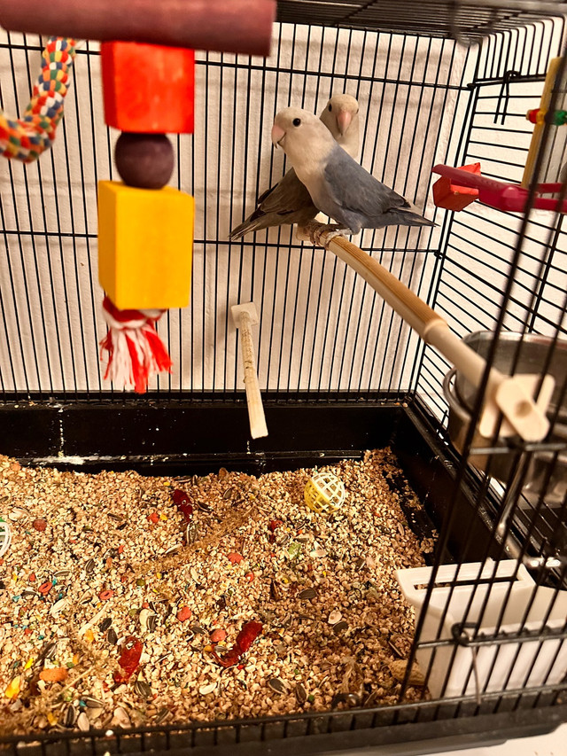 Oiseaux inséparables avec leur cage C$ 150  dans Services pour animaux  à Ville de Québec