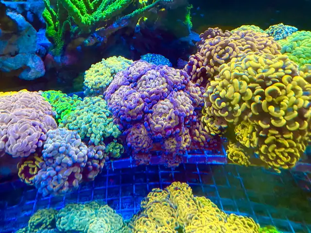 hammer coral Los coral rehome  in Other in Mississauga / Peel Region - Image 7