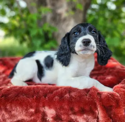 Ready to go! Only One black and white male available. $1375, pet only. Raised in the home, they are...