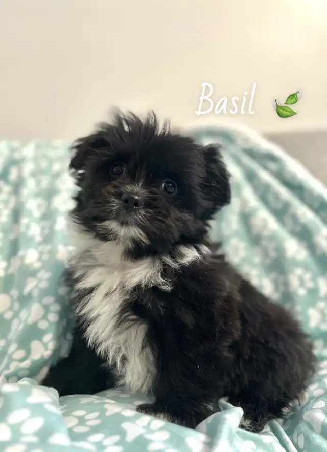 ❤️ Tiny Teddy Bears ❤️ in Dogs & Puppies for Rehoming in Edmonton - Image 8