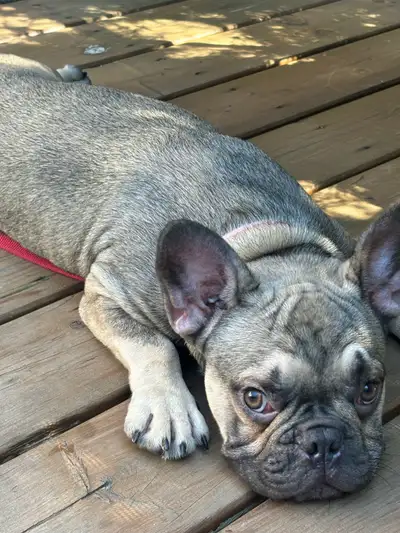 Bouledogue français à vendre, View more