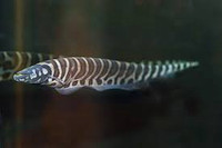 Zebra knife fish 