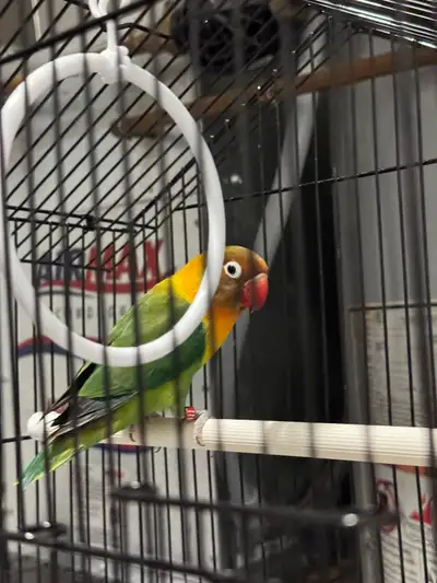 Fischer’s Lovebird, View more