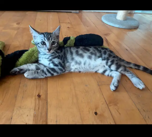 chaton MÂLE  bengal silver in Cats & Kittens for Rehoming in Lanaudière - Image 3