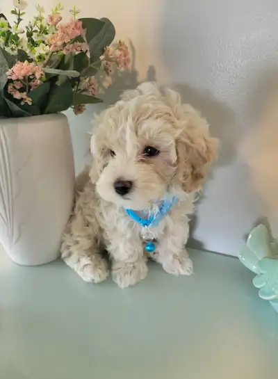 Maltipoo puppies, View more